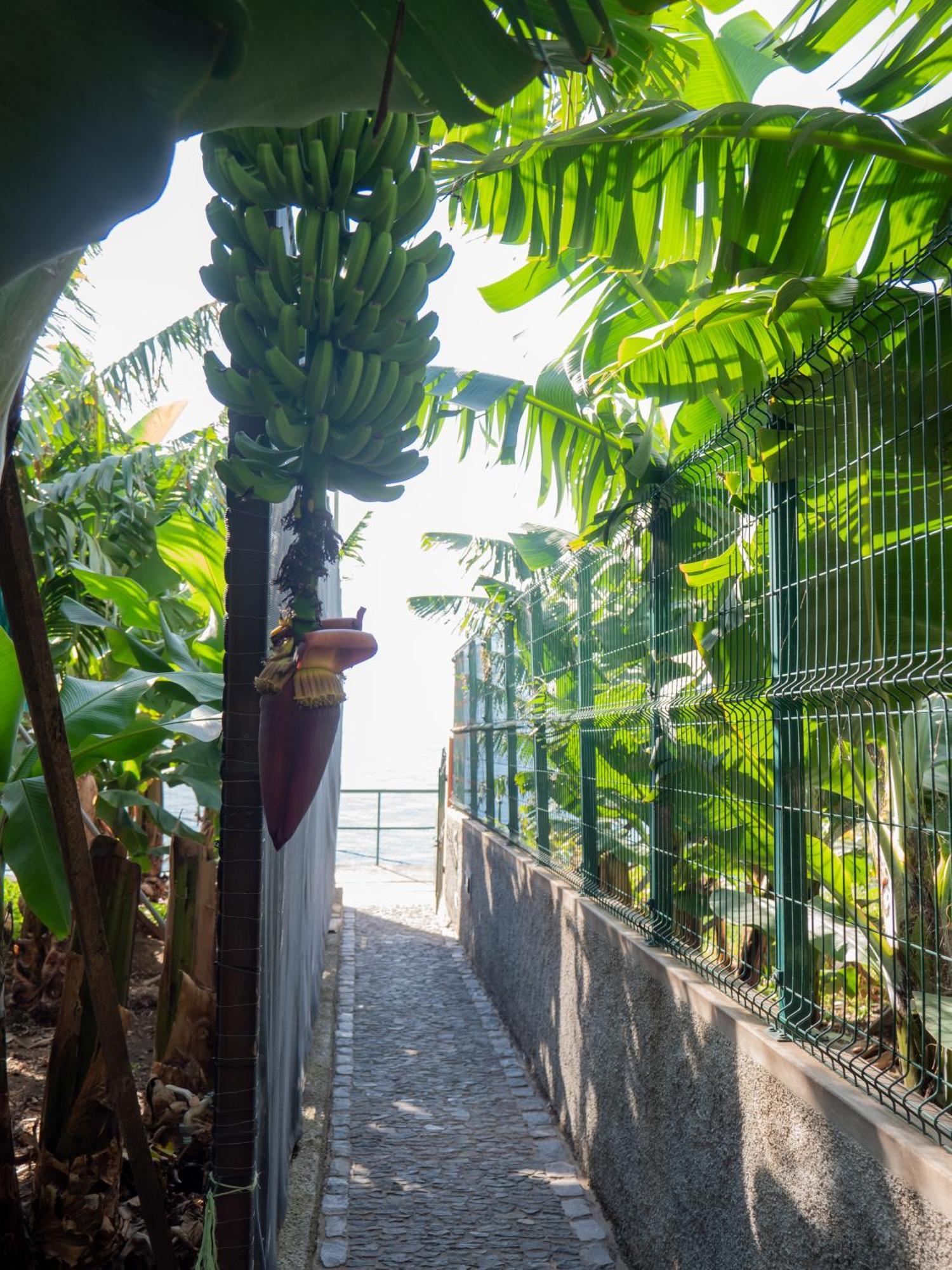 ポンタ・ド・ソル Casa Dos Anjosヴィラ エクステリア 写真